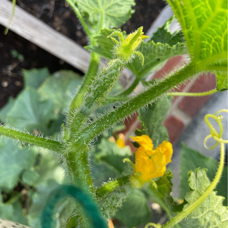 plant image 1609234 plant image 1609234