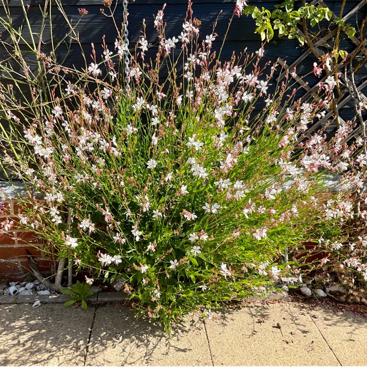 plant image 1617725 plant image 1617725