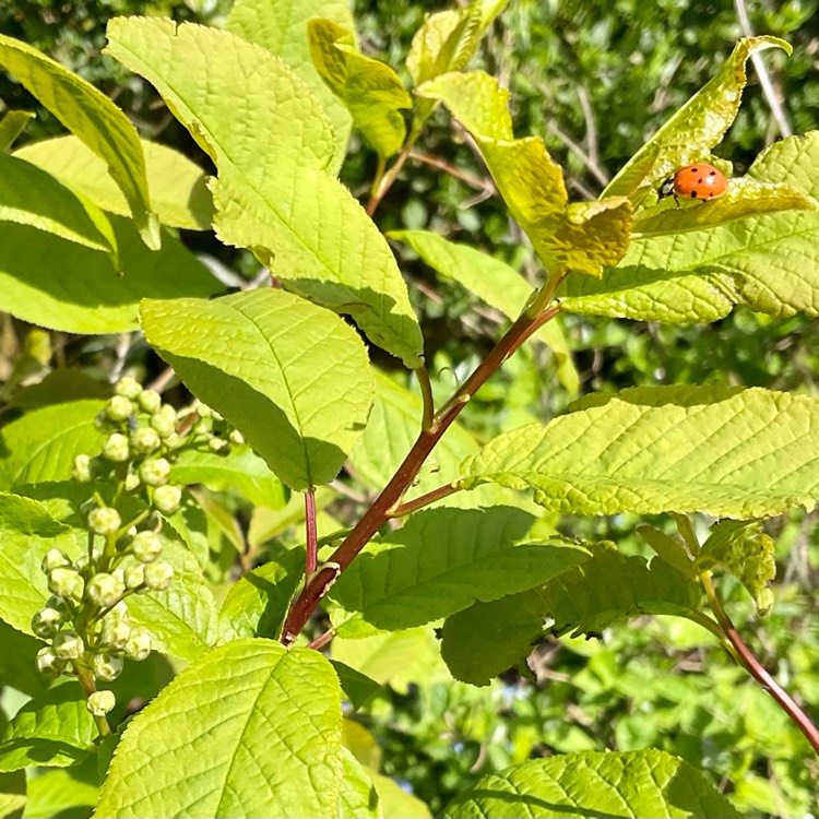 Plant image Prunus padus