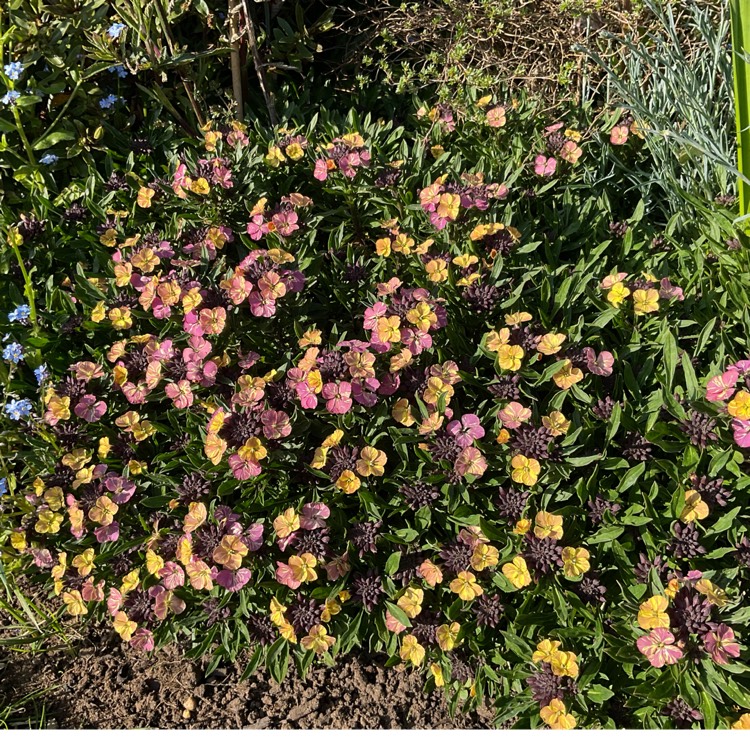 plant image 1661582 plant image 1661582