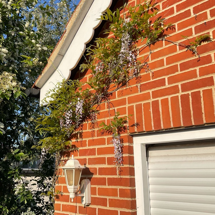 plant image 1665419