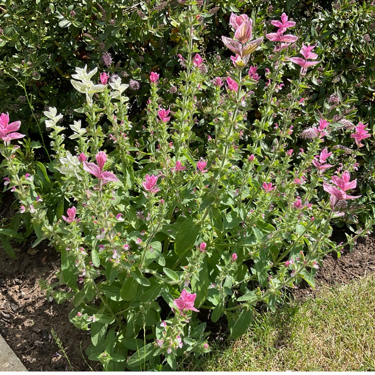 plant image 1674631 plant image 1674631