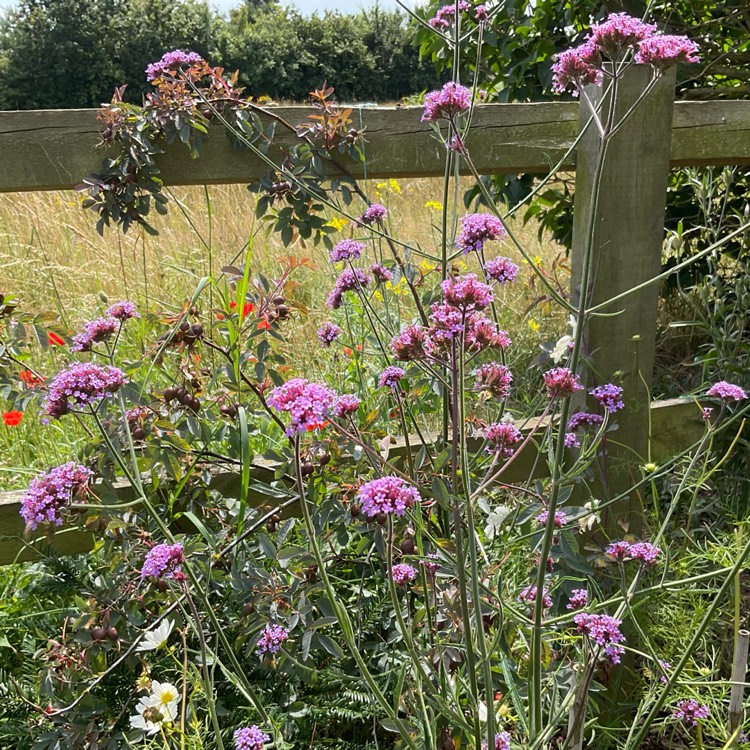 plant image 1680388 plant image 1680388