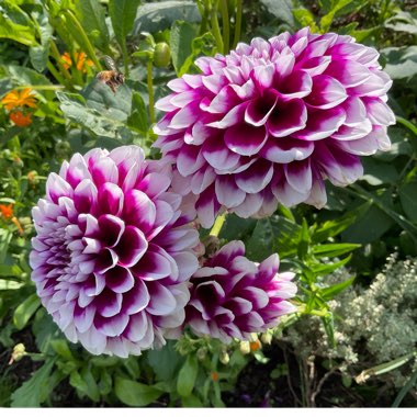 Border Dahlia