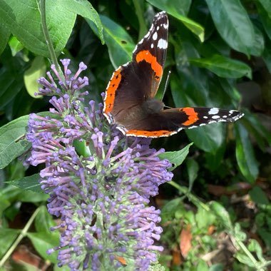 David's garden