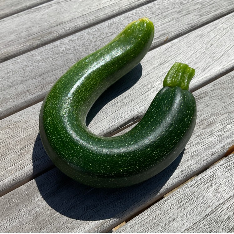 plant image 1682924