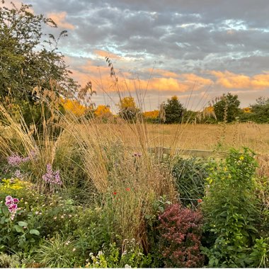 David's garden