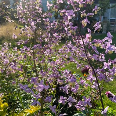 Meadow-Rue