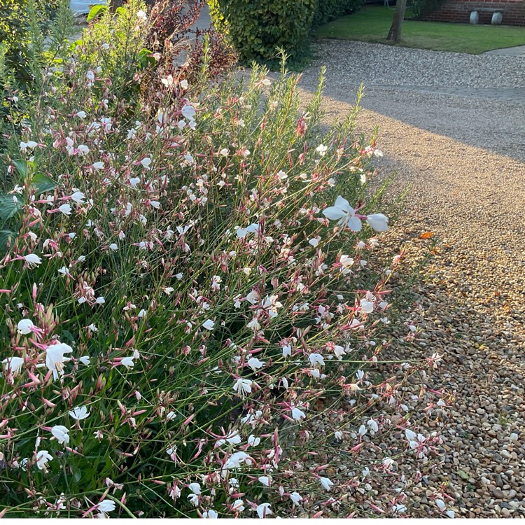 plant image 1687097 plant image 1687097