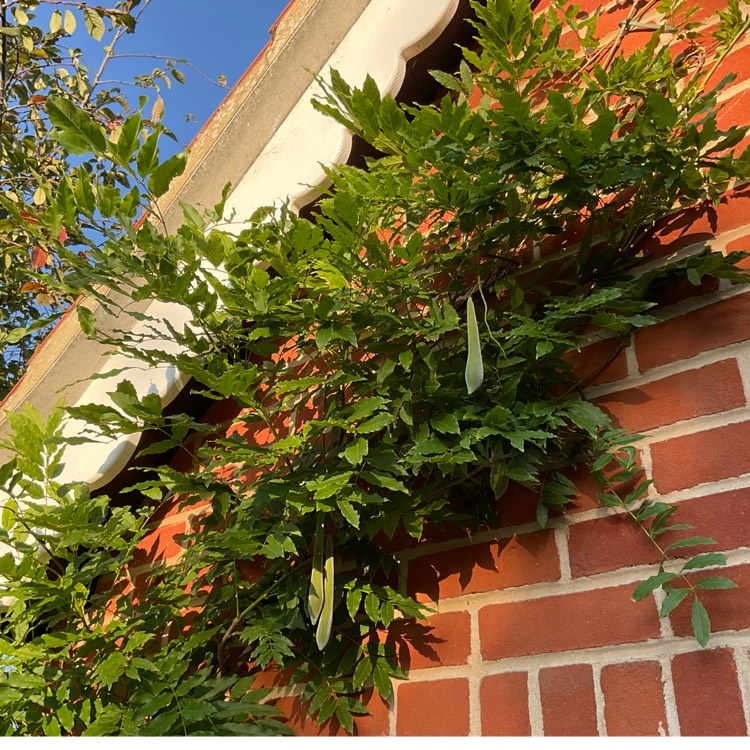 plant image 1687108