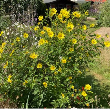 Perennial Sunflower 'Lemon Queen'