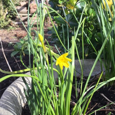 Narcissus 'Jetfire'