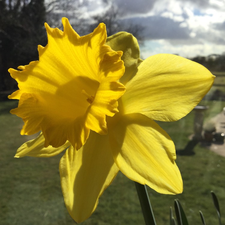 plant image 629521
