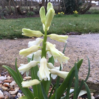 Hyacinthus orientalis 'Gypsy Princess'