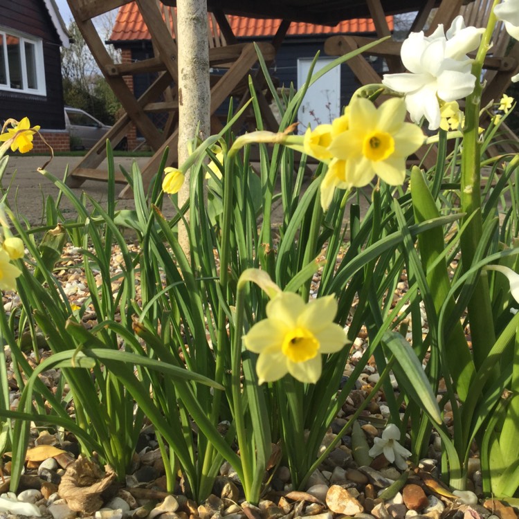 plant image 652078