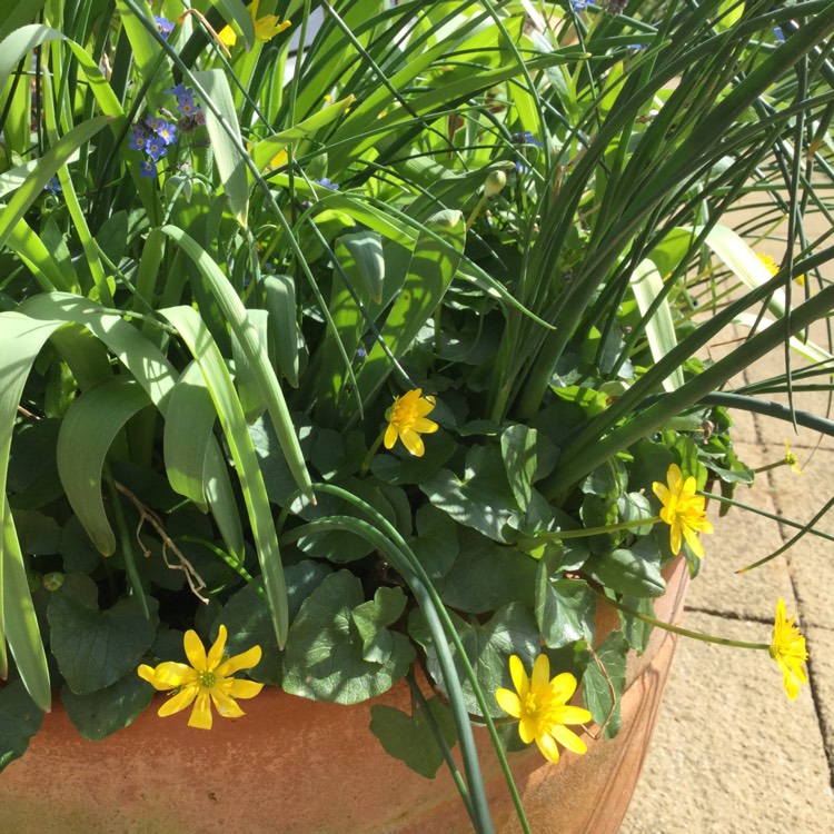 plant image 661422