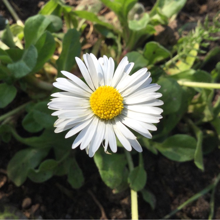 plant image 664270