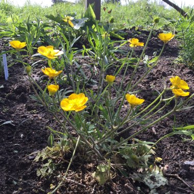Ranunculus acris 'Citrinus'