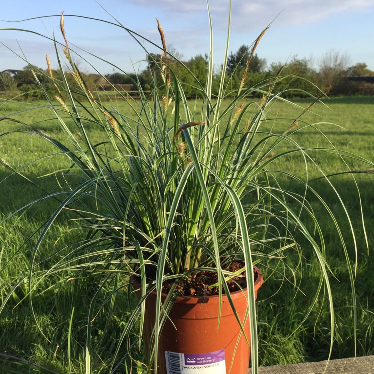 Plant image Carex oshimensis 'Everest'