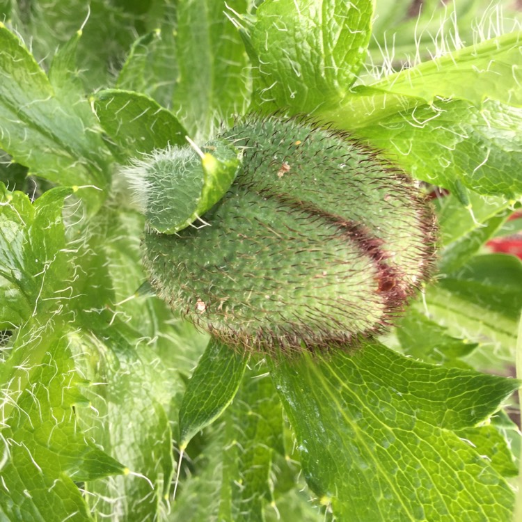 plant image 694180 plant image 694180