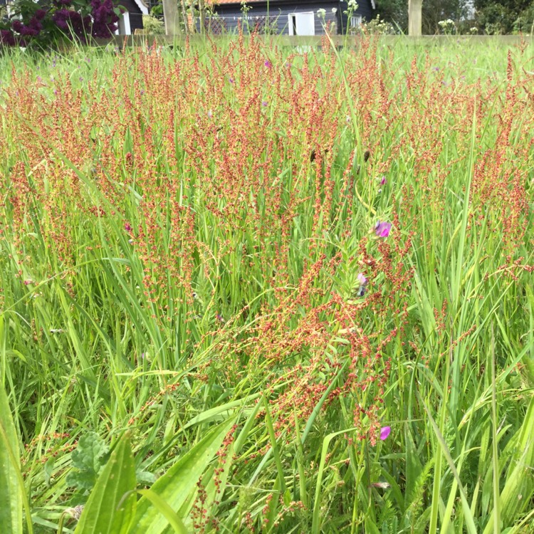 plant image 696419