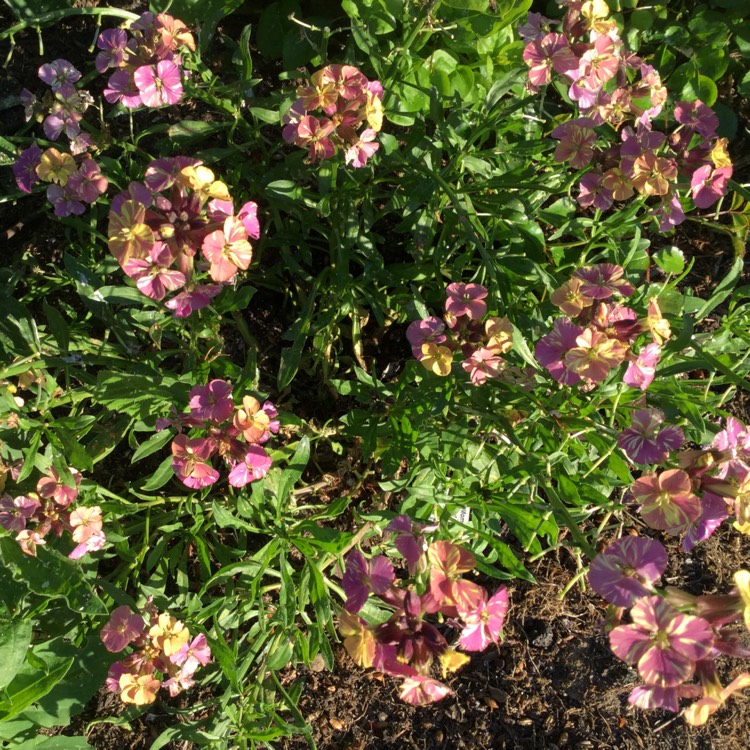 plant image 740492 plant image 740492