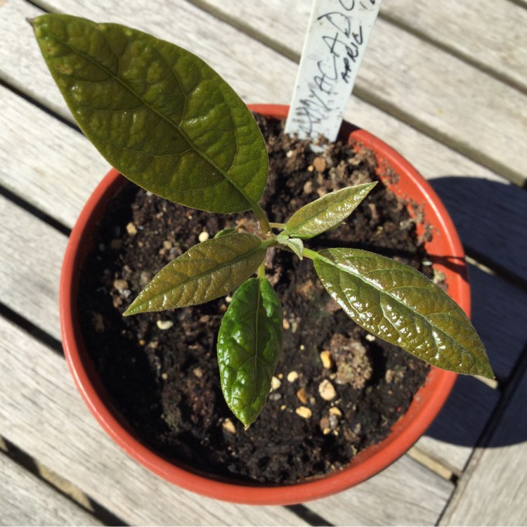 Plant image Persea americana  syn. Persea gratissima