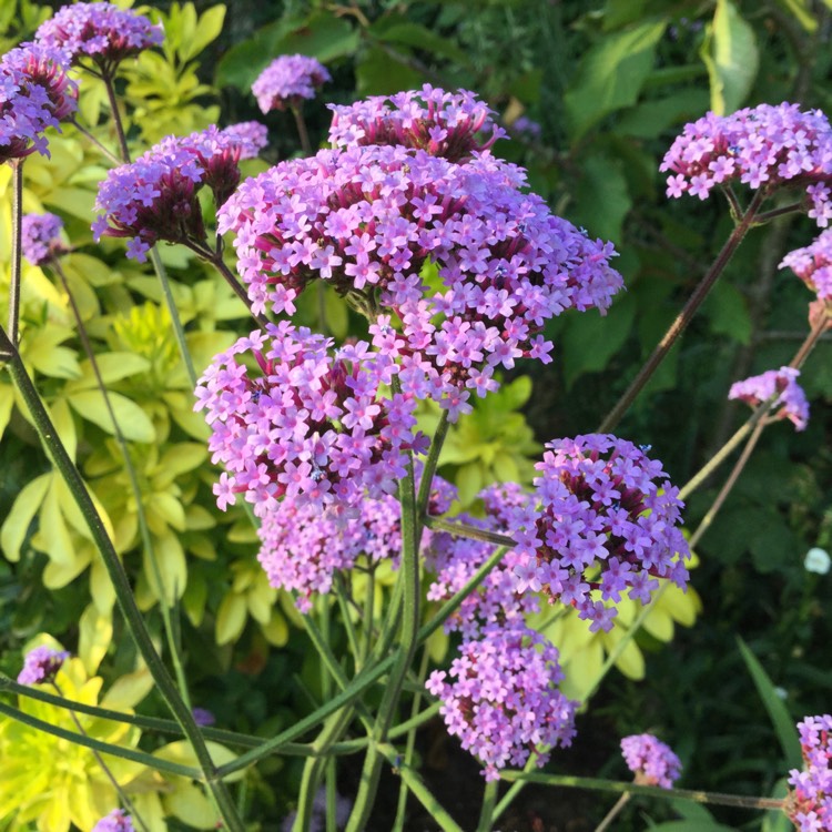 plant image 779044 plant image 779044
