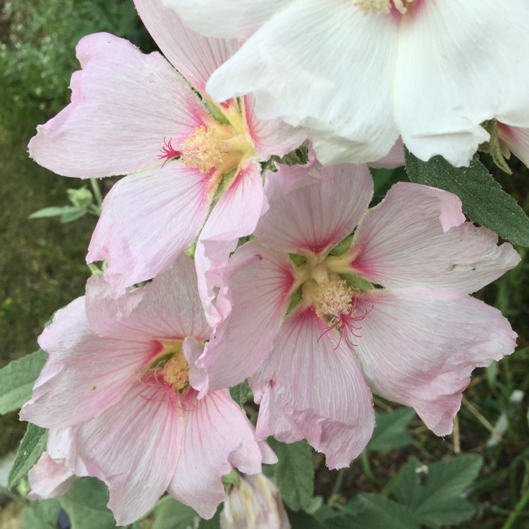 plant image 779053 plant image 779053