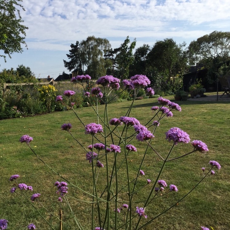 plant image 782664 plant image 782664