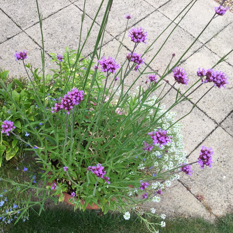 plant image 820562 plant image 820562