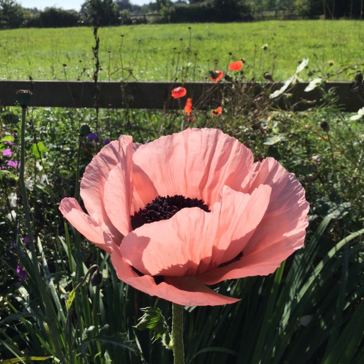 plant image 848708 plant image 848708