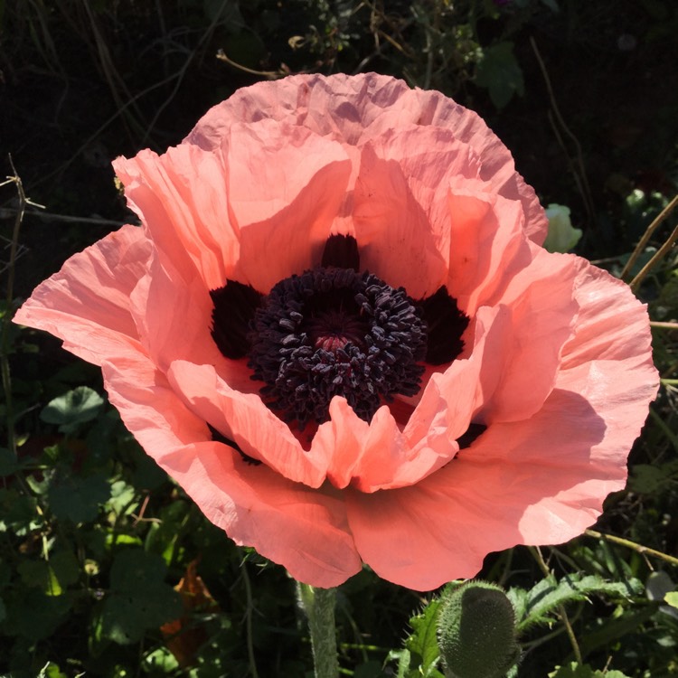 Plant image Papaver (Oriental Group) 'Prinzessin Victoria Louise' syn. Papaver orientale 'Princess Victoria Louise'