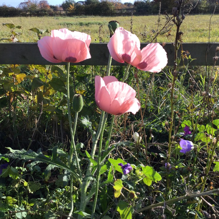 plant image 893270 plant image 893270