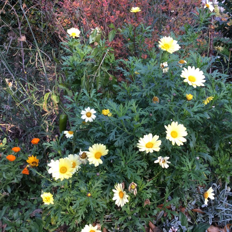 Plant image Cota tinctoria 'E.C. Buxton syn. Anthemis tinctoria 'E.C. Buxton', Anthemis tinctoria 'Buxton's Variety', Anthemis tinctoria 'Mrs Buxton'