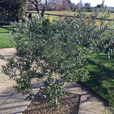 Olea europaea 'Correggiola'