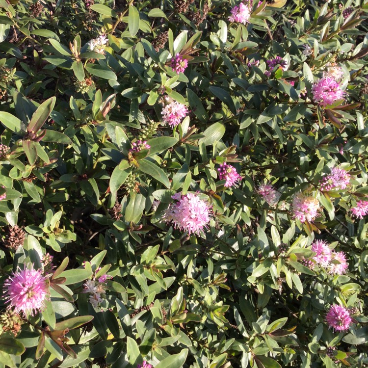 plant image 925222 plant image 925222