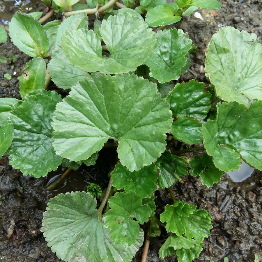Plant image Gunnera magellanica