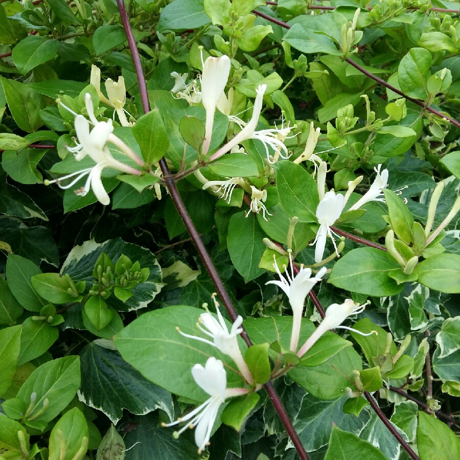 Plant image Lonicera japonica 'Halliana'