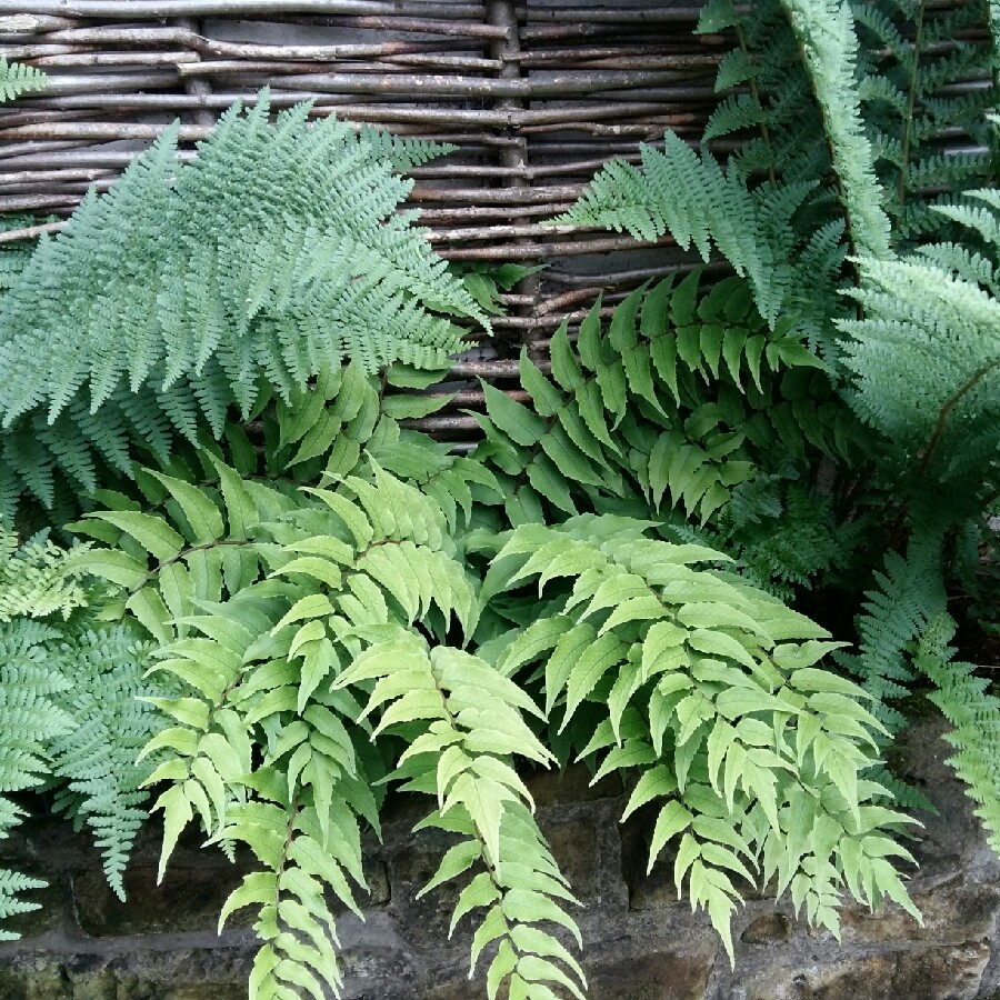 Plant image Cyrtomium Fortunei