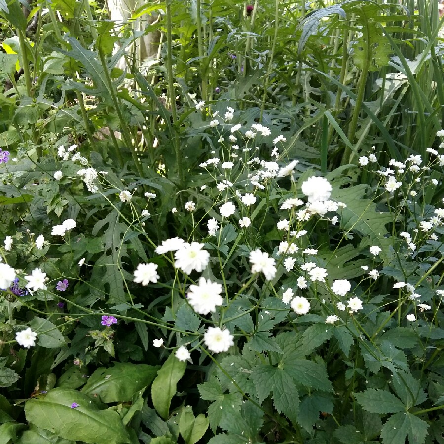 Plant image Achillea ptarmica 'The Pearl'