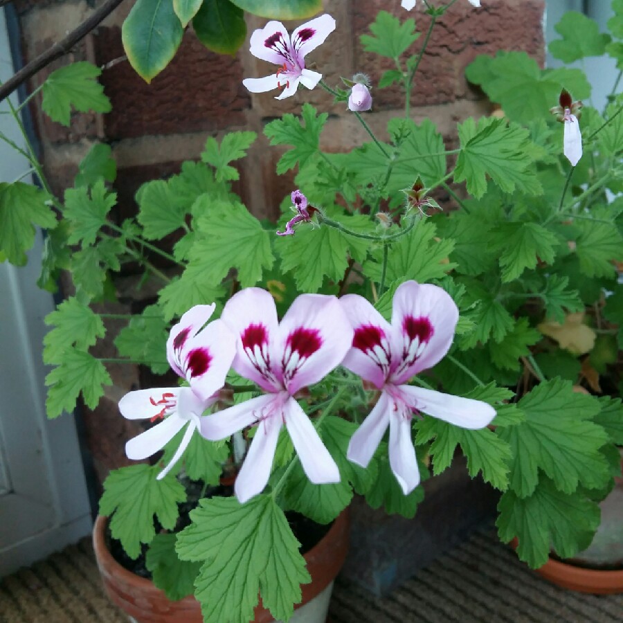 Plant image Pelargonium 'Attar of Roses'