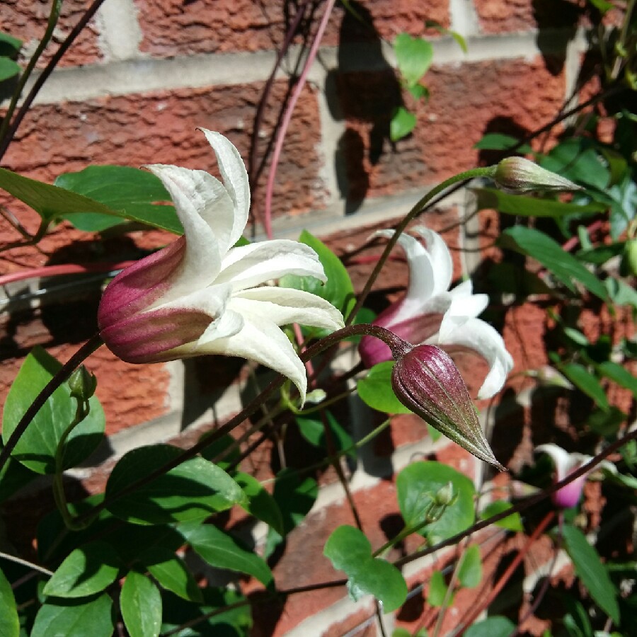 Plant image Clematis texensis 'Princess Kate'