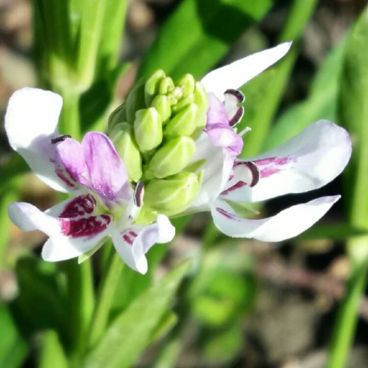 Plant image Justicia Americana