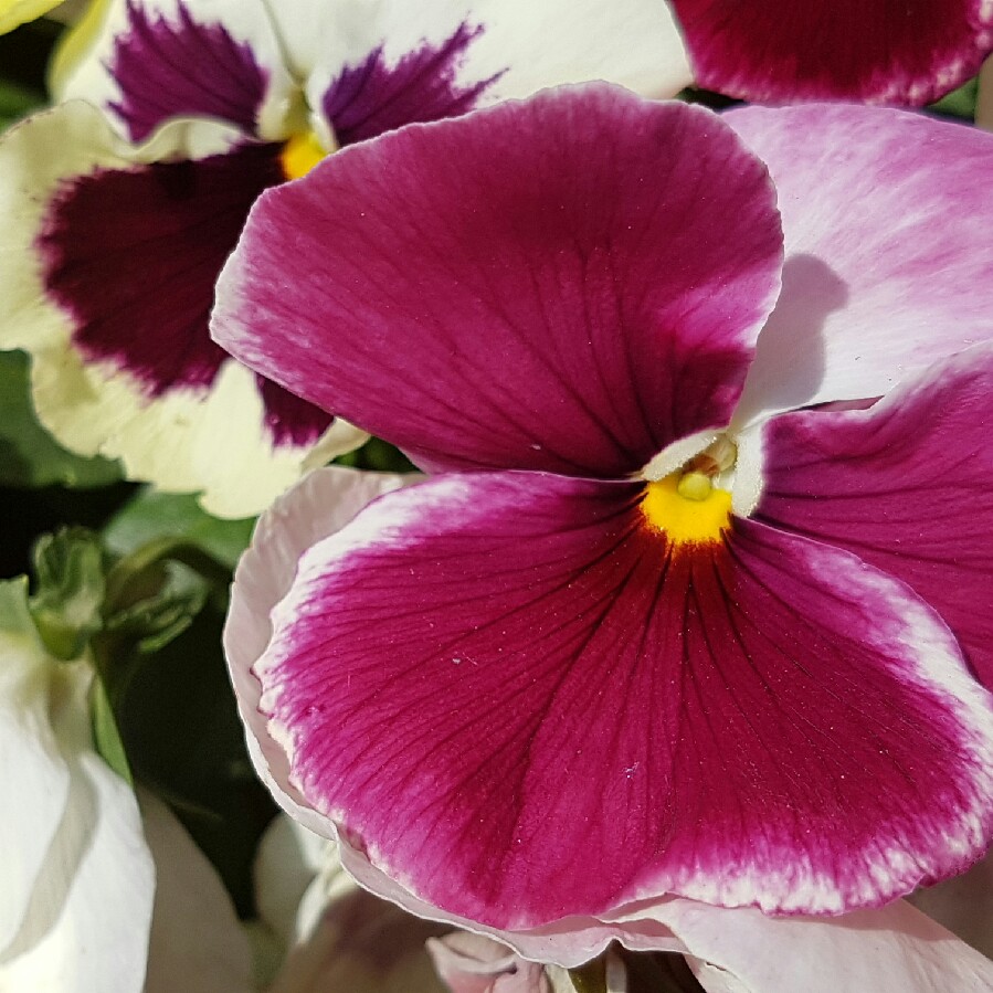 Plant image Viola Matrix Midnight Glow