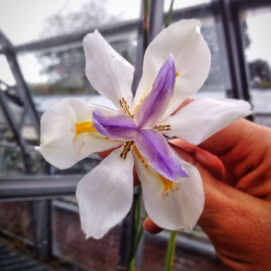 Dietes grandifolia syn. Dietes grandiflora 'Reen Lelie'