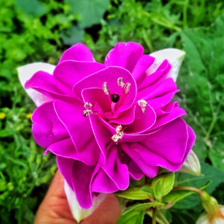plant image 248711