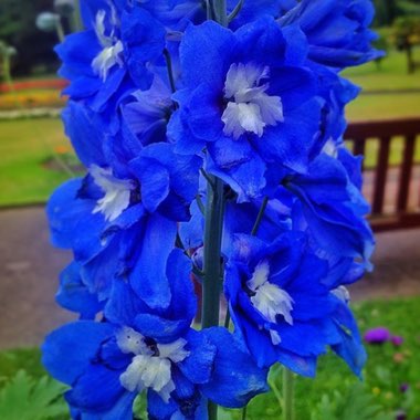 Delphinium 'Guardian Blue' (Guardian Series)