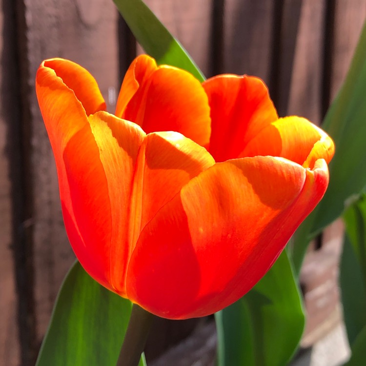 plant image 1006305