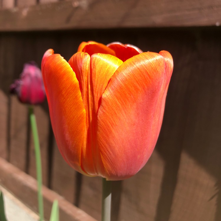 plant image 1012796